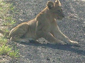 Lion cub seen at Little Makalolo