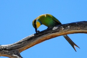 Swallo-tailed bee eater