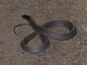 Southern file snake