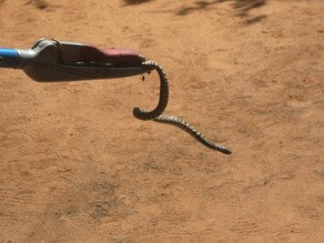 Blackneck Spittin cobra at Ongava Tented Camp