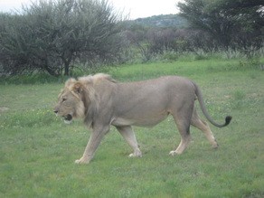 Lion at Ongava Tented Camp