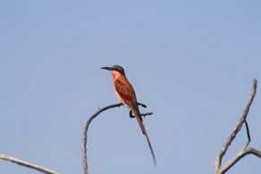 Bird seen at Pafuri Camp