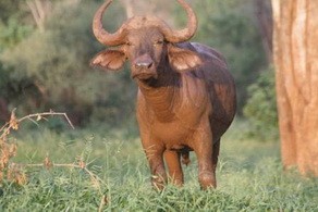 Buffalo at Pafuri Camp