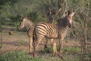 Zebra at Pafuri Camp