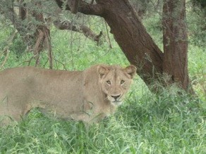 Lioness at Pafuri Camp