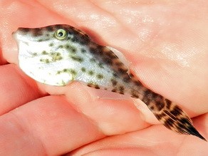 Baby fish