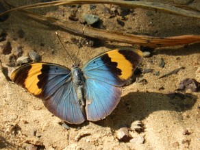 Butterfly at Rocktail Beach
