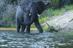 Elephant at Toka Leya Camp