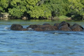 Elephant crossing the river