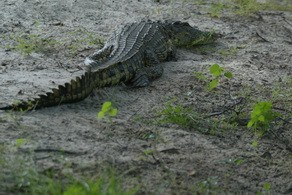 Crocodile at Toka Leya Camp