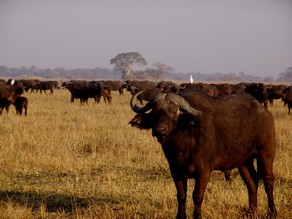 Buffalo at Busanga Bush Camp