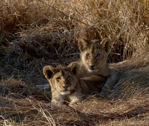 Lion cubs at Busanga Bush Camp