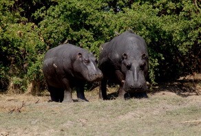 Hippo at Busanga Bush Camp