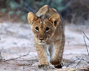 Lion cub at Damaraland Camp