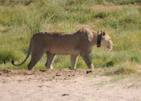 Lion at Damaraland Camp