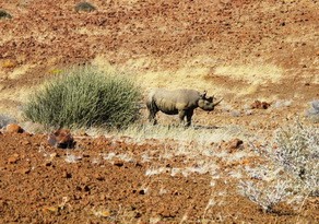 Rhino sighting at Desert Rhino Camp