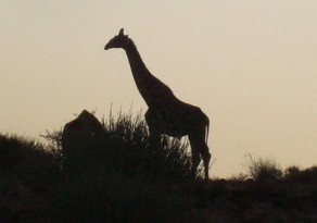 Giraffe at Desert Rhino Camp