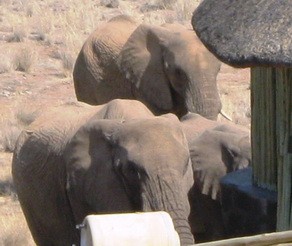 Elephant visiting camp