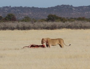 Lion with kill