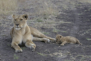 Lion with cub at Governors' Camp