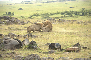 Lion fighting at Governors' Camp