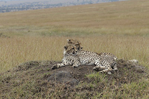 Cheetah at Governors' Camp