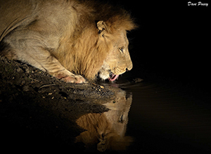 Lion drinking at Leopard Hills