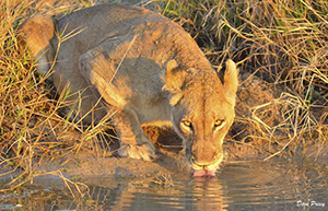 Lioness drinking from the pan