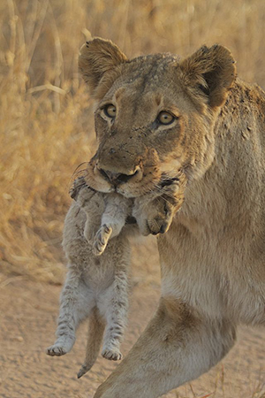 Lioness at Leopard Hlls