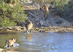 Lion crossing the Sand River