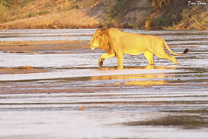 Lion crossing the Sand River