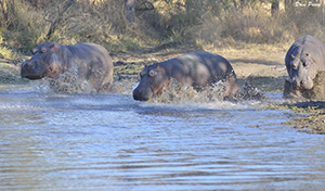 Hippo at Leopard Hills