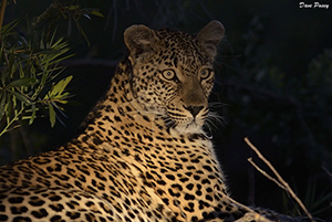 Hlaba Nkunzi at Leopard Hills