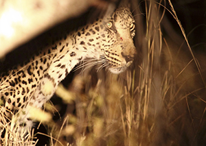 New male at Leopard Hills