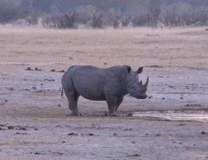 Rhino at Little Makalolo Camp