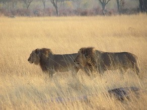 Lion at Makalolo Plains Camp