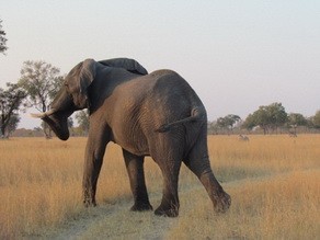 Elephant at Makalolo Plains Camp