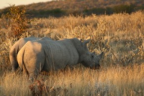 Rhino at Ongava Lodge