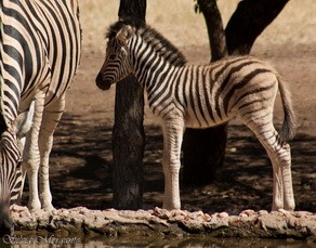 Zebra at Ongava Tented Camp