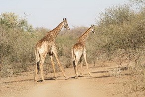 Giraffe at Pafuri Camp