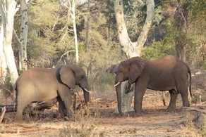 Elephant at Pafuri Camp