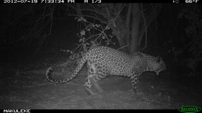 Leopard at Pafuri Walking Trail