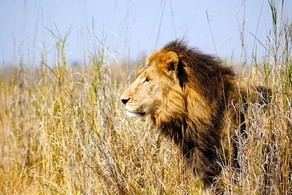 Lion at Shumba Camp